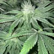 Forbidden Dream #2 (100watt)