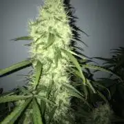 Tangie’matic 