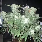 Glueberry OG #3