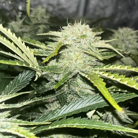 Blue dream #33