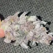 Forbidden Dream [Clone]