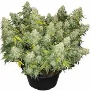 OG Kush
