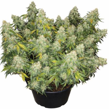 OG Kush