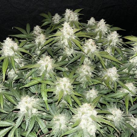 Blue Dream #38