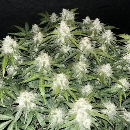 Blue Dream #38