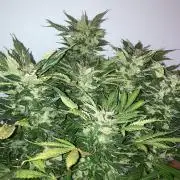 Runtz auto 