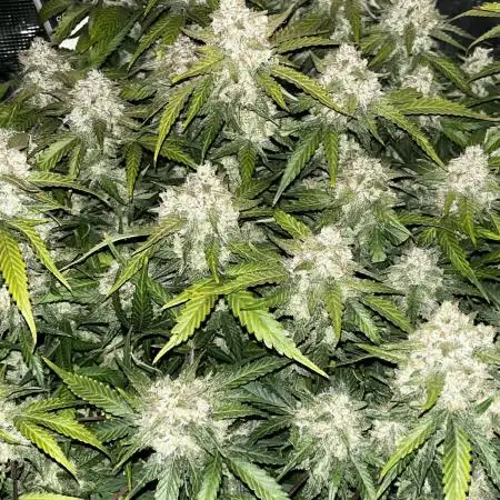 Blue Dream #38