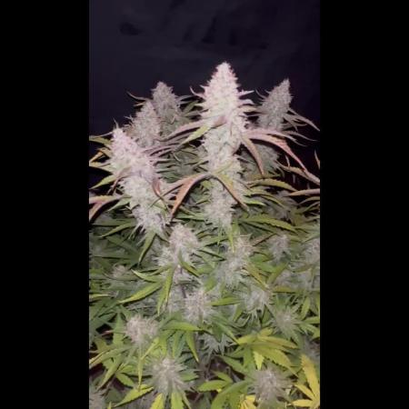 Banana punch