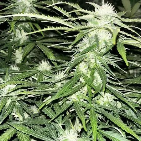 Blue Dream #35