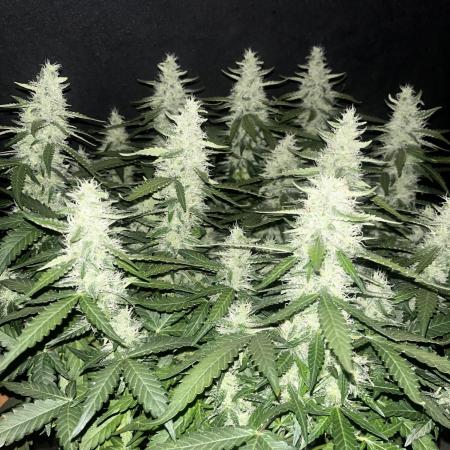 Blueberry #2