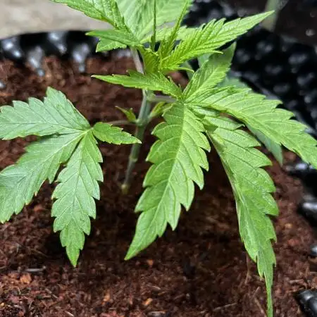 Super Lemon Haze #3