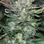 Blue dream #34