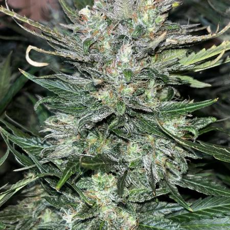 Blue dream #34