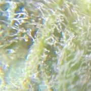 GlueBerry OG (4th grow)