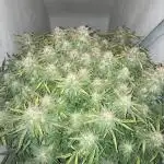 Gelato