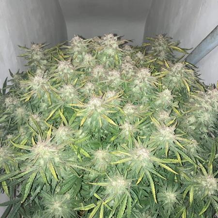 Gelato