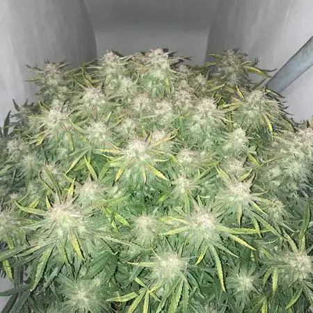 Gelato