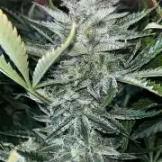 Blue Dream #35