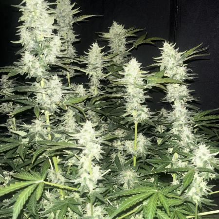 Blue Dream #36