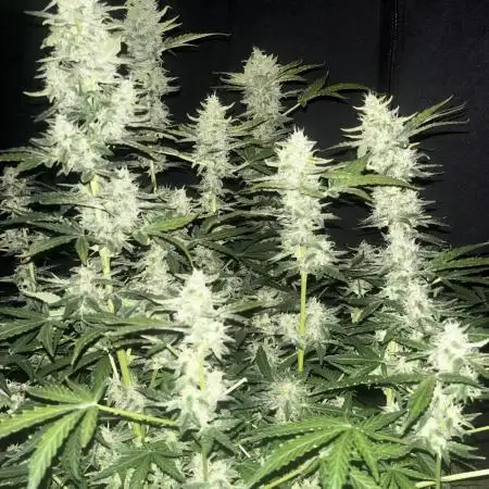 Blue Dream #36
