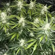 BlueBerry 