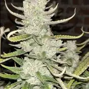 Super Lemon Haze