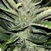 Banana purple punch #2