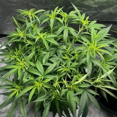 Super Lemon Haze #3