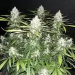 Blueberry #3