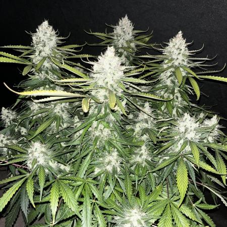 Blueberry #3
