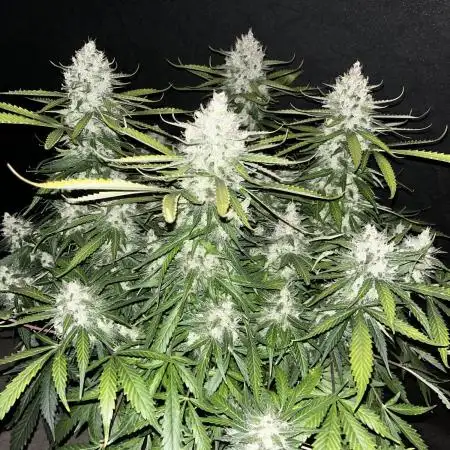 Blueberry #3
