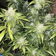 gorilla coockies auto #2 