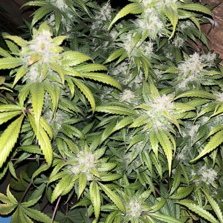 gorilla coockies auto #2 