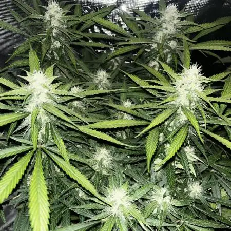 Blueberry #3