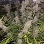 Gorilla Z