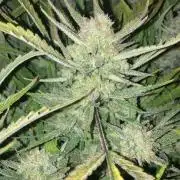 Gelato #2 