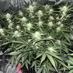 Blue Dream #38