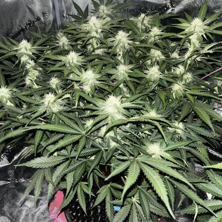 Blue Dream #38