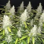 Blueberry #2
