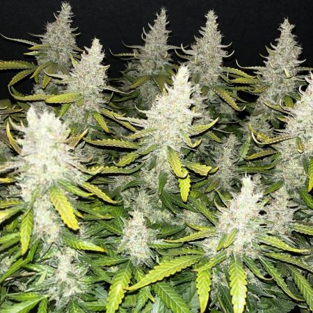 Blueberry #2