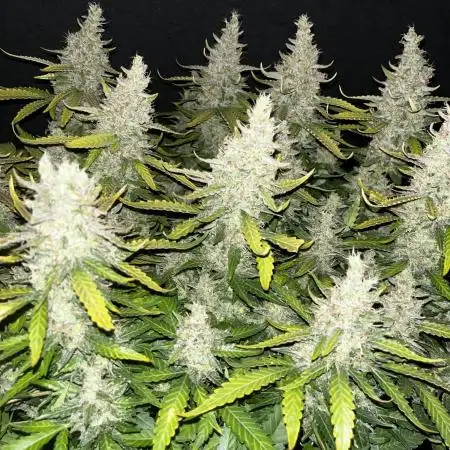 Blueberry #2