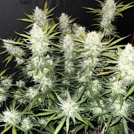Blue Dream #37