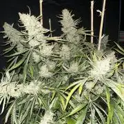 Lemon Haze #2