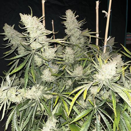 Lemon Haze #2