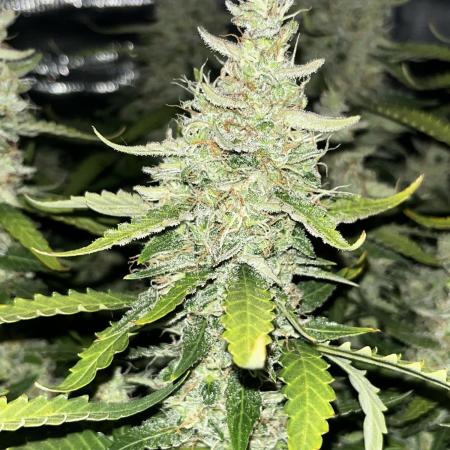 Blueberry #2