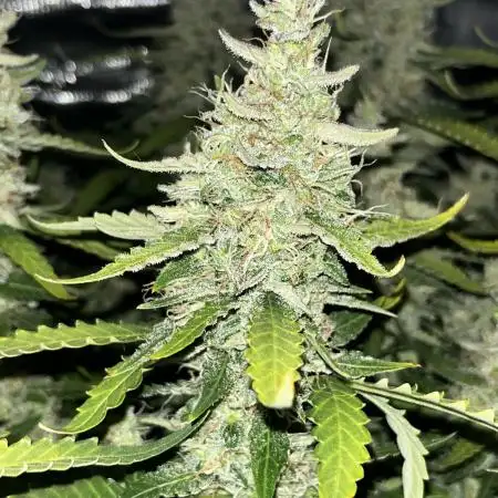 Blueberry #2