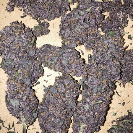 Blackberry Kush #2
