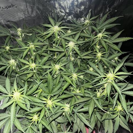 Blue Dream #38