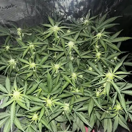 Blue Dream #38