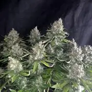 Guava